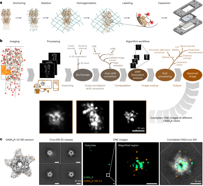 One-step nanoscale expansion microscopy reveals individual protein shapes